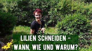 Lilien schneiden - wann, wie und warum?