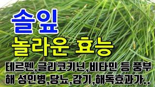 [솔잎 효능] 솔잎의 매력적인 비밀: 향기와 건강을 담은 자연의 선물
