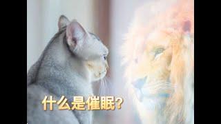 什么是催眠 催眠的迷思 舞台催眠 vs 催眠治疗 什么是出神