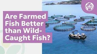 Are Farmed Fish Better than Wild-Caught Fish?