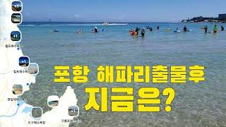 포항 해파리때 출물급증후 포항 해수욕장 8곳을 가봤어요. 바닷물 비교