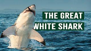 The Hidden World of Great White Sharks | Apex Predator Documentary