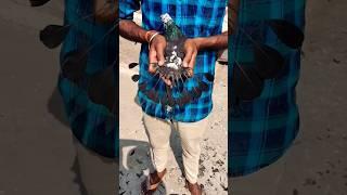 kabutar ke puchh pe chamch design banaye ️#pigeon#viral#shorts#video