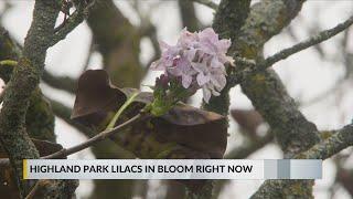 Some lilacs are blooming.  Is it a cause for concern?