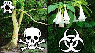 The Most Dangerous Trees In The World