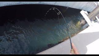 Bridge/Dock Fishing for Fluke and Jumbo Porgy Fish