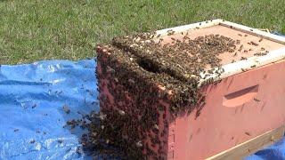 Amazingly simple method used to coax a swarm of bees in the air to land.