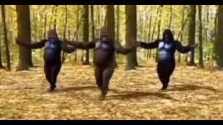 4 обезьян танцуют под френка