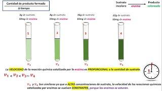 Cinética enzimática 1