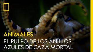 Un pequeño pulpo con una técnica de caza mortal | NATIONAL GEOGRAPHIC ESPAÑA