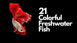 Cool & Colorful Freshwater Fish for Your Aquarium