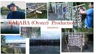 TALABA (OYSTER) PRODUCTION in the PHILIPPINES
