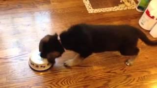 German Shepherd puppy barks at her bowl