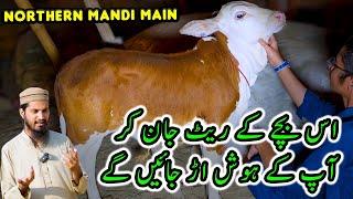 Northern Bypass Cow Mandi BARGAINING & Price Update | Cattle Market Karachi | Bakra Eid 2024