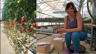 Starting Hydroponic Tomatoes in the Dutch Bucket System