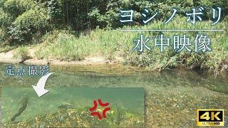 トウヨシノボリのユーモラスな日常【琵琶湖流入河川の水中】