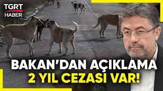 Bakan Yumaklı'dan Başıboş Köpek Açıklaması: Düzenlemeye Uymayan Belediyelere Hapis Cezası Verilecek!