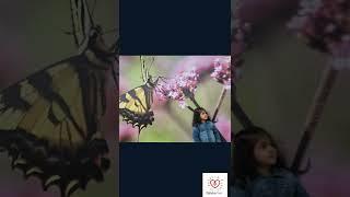 Vibrant Butterflies in Nature: Stunning Colorful Butterfly | Butterfly & Akisha in YouTube Short