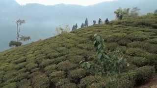 Temi Tea Garden, Sikkim