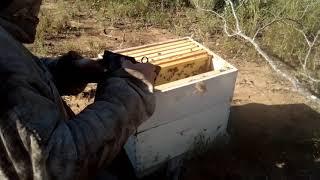 Bees Gone Wild #1 Africanized surprise