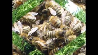 Bienenvolk