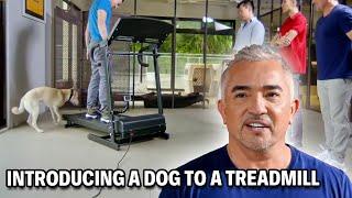 How Treadmills Can Release Dog Aggression | Cesar Recruit Asia Episode 3 - Part 1