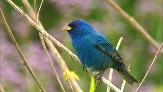 Indigo Bunting