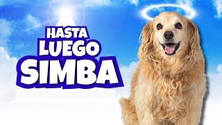 Daniel El Travieso - Hasta Luego Simba.