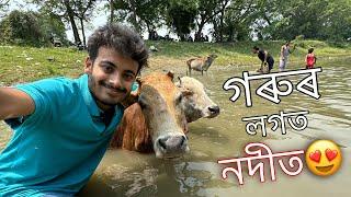 গৰুৰ সৈতে নদীৰ মাজত ॥ Happy Garu Bihu ॥ Assamese Vlog ॥ Zubeen Vlogs