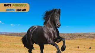 Top 10 Strongest Horse Breeds in the World