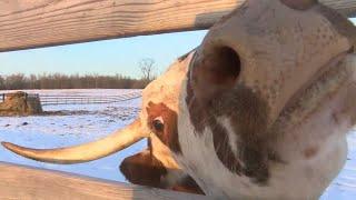 New Start for Neglected Cow