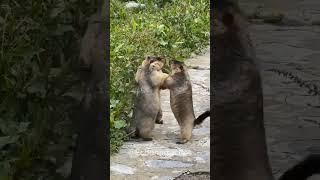 Living in groups is really complicated ‍ #marmot #fight #dance #hug #funny #animals  #complicated