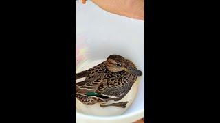 How a Kind Stranger Gave an Injured Duck a Second Chance with Gentle and Loving Care