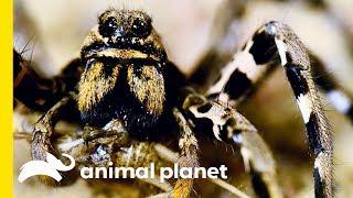 This Spider is Sparkling For a Freaky Reason | Nature's Strangest Mysteries: Solved