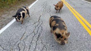 We almost LOST them! OUR PIGS RAN AWAY FROM THE FARM!