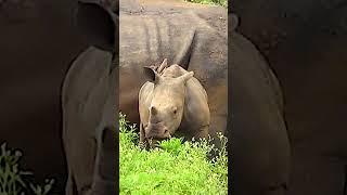 Baby Rhino #shortsyoutube