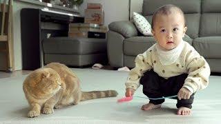 Will Walking Baby become friends with the Cats?