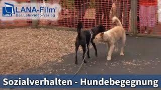 Sozialverhalten in der Hundebegegnung - HundeTeamSchule