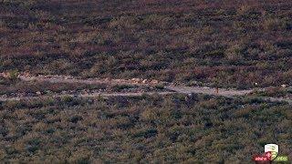 Lobo caminando por pista en la Sierra de la Culebra