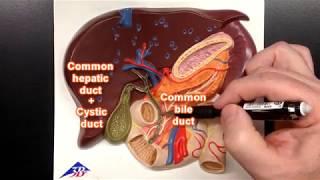 Bile Ducts