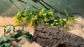 Mango’s new setup!