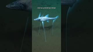 Настоящий ТРАЛАЛЕРО ТРАЛАЛА Shorts шортс