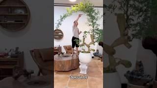 tác phẩm tre bonsai độc lạ nhất | #bonsai #bonsaiart #bonsaitree