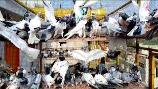 Kabootar for sale in sarialamgir jhelum Gujrat Pakistan pigeons for sale in sarialamgir jhelum