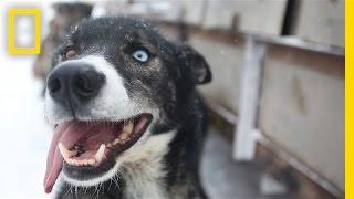 Sled Dogs: More Than Meets the Eye | National Geographic