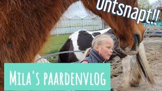 Mila paardenvlog #vlog 9 HELP!!! paarden ontsnappen!!! en grote schoonmaak