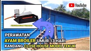 Perawatan doc ayam broiler umur 13 hari - kandang close house tekuk