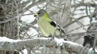 Evening Grosbeak - (Coccothraustes vespertinus) - Males and Females Sitting in a tree and at Feeder