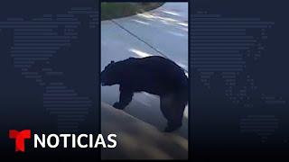 Un oso de tres patas se cuela en una casa de Florida | Noticias Telemundo