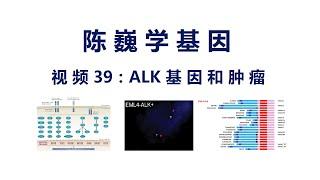 【陈巍学基因】视频39：ALK基因与肿瘤